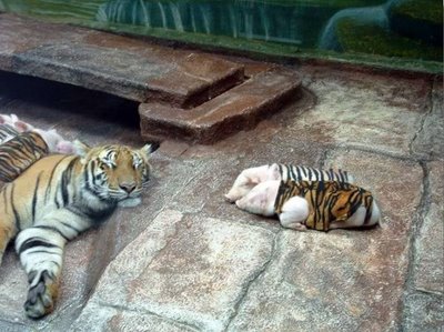 Tigress Adopted The Baby Pigs