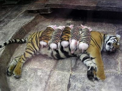 Tigress Adopted The Baby Pigs