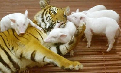 Tigress Adopted The Baby Pigs