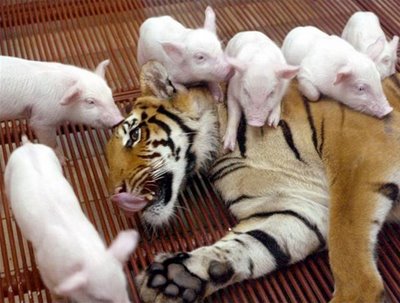 Tigress Adopted The Baby Pigs