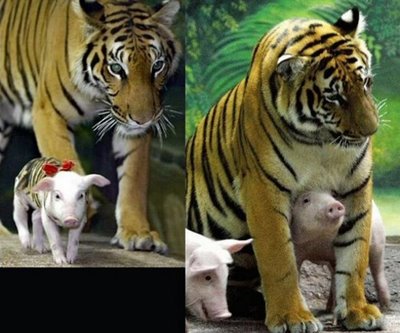 Tigress Adopted The Baby Pigs